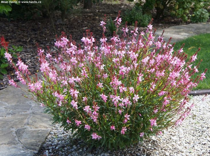 Gaura 'Rose Florensio'
