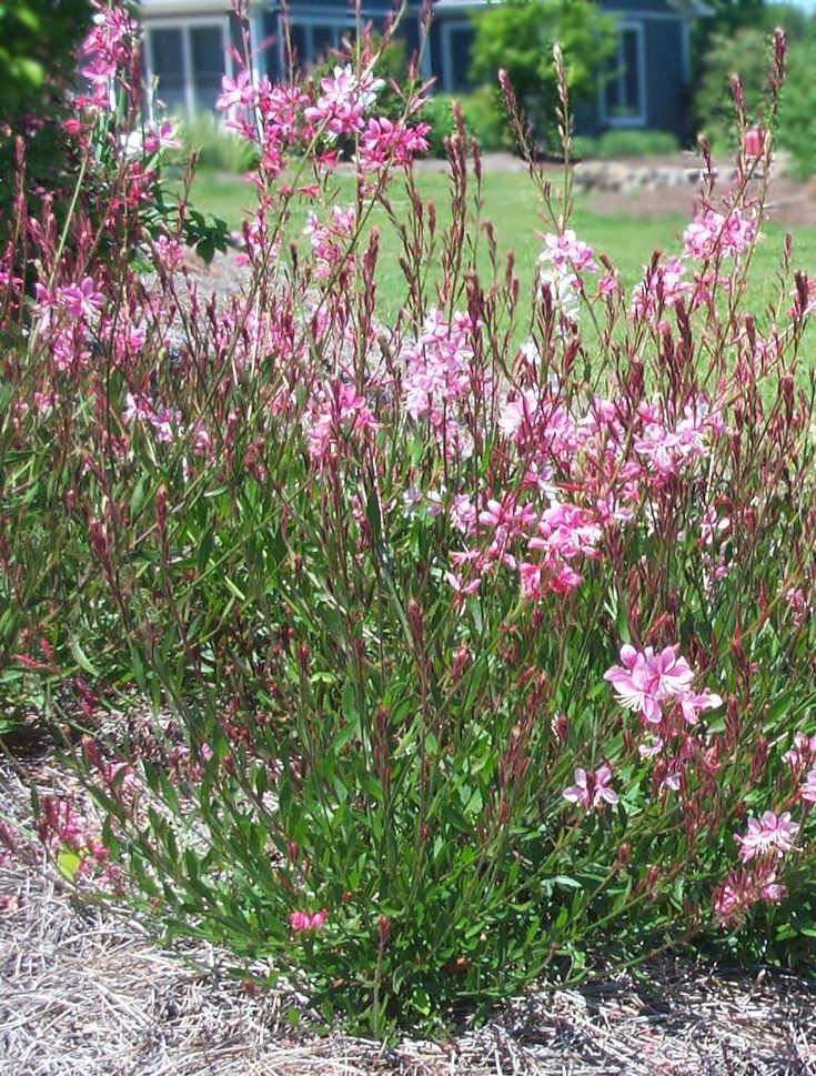 Gaura 'Rose Florensio'