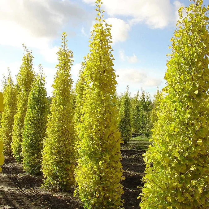 Ginkmedis dviskiautis ‘Menhir'