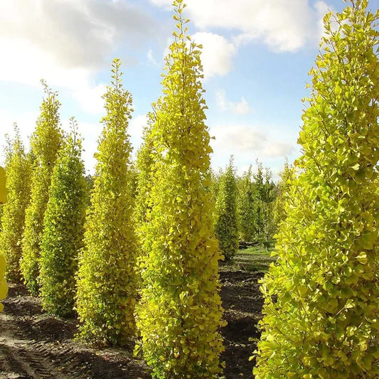 Ginkmedis dviskiautis ‘Menhir'
