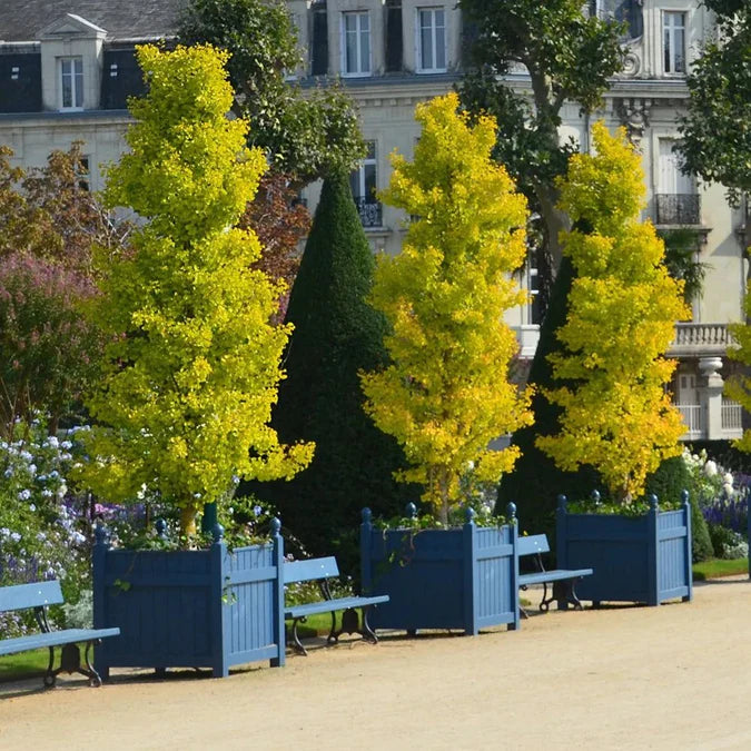 Ginkmedis dviskiautis ‘Menhir'