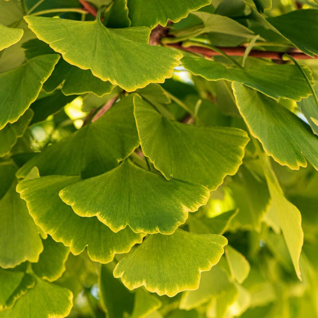 Ginkmedis dviskiautis ‘Menhir'