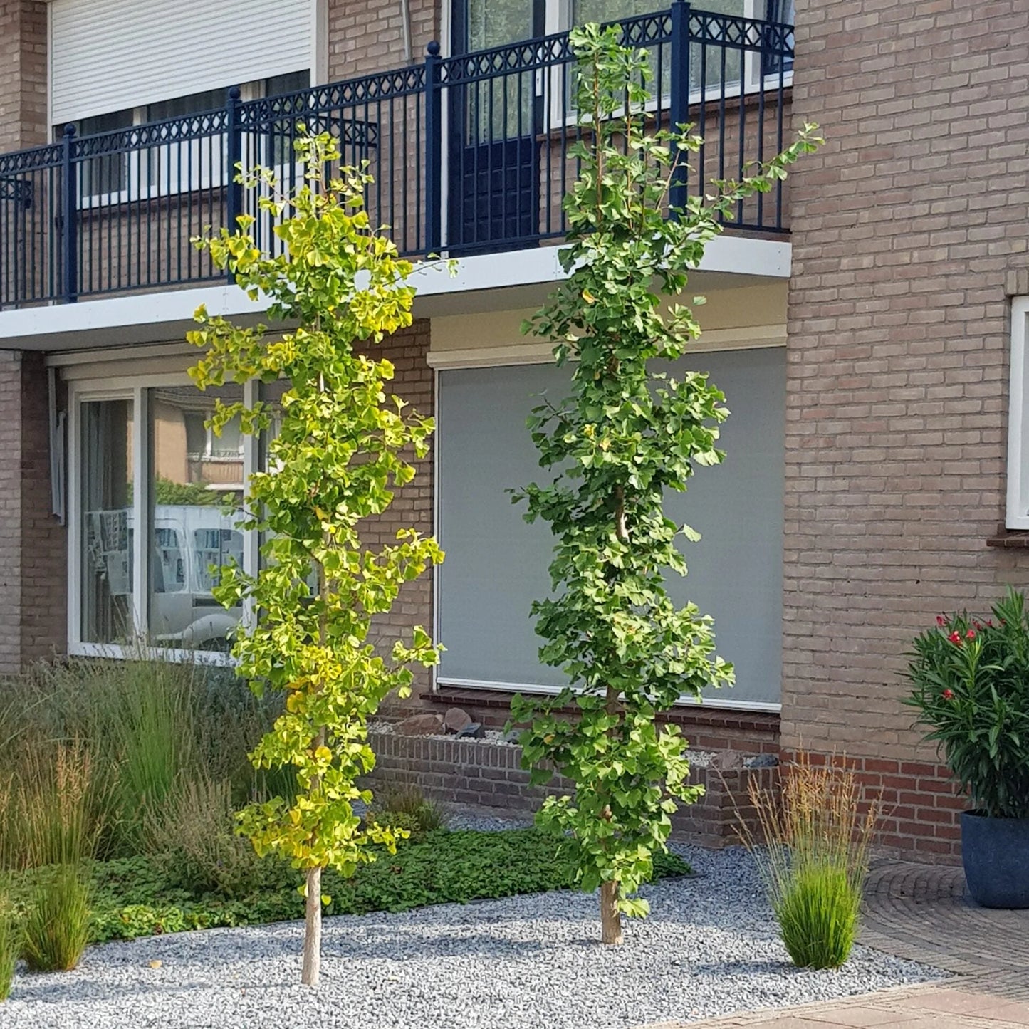 Ginkmedis dviskiautis ‘Menhir'