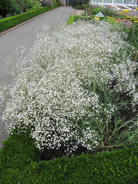 Guboja 'Star Flakes'