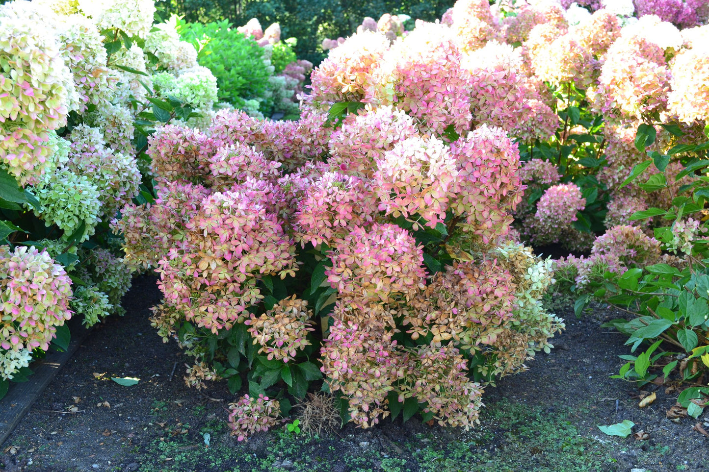 Hortenzija ‘Garden Lights® XS Light’