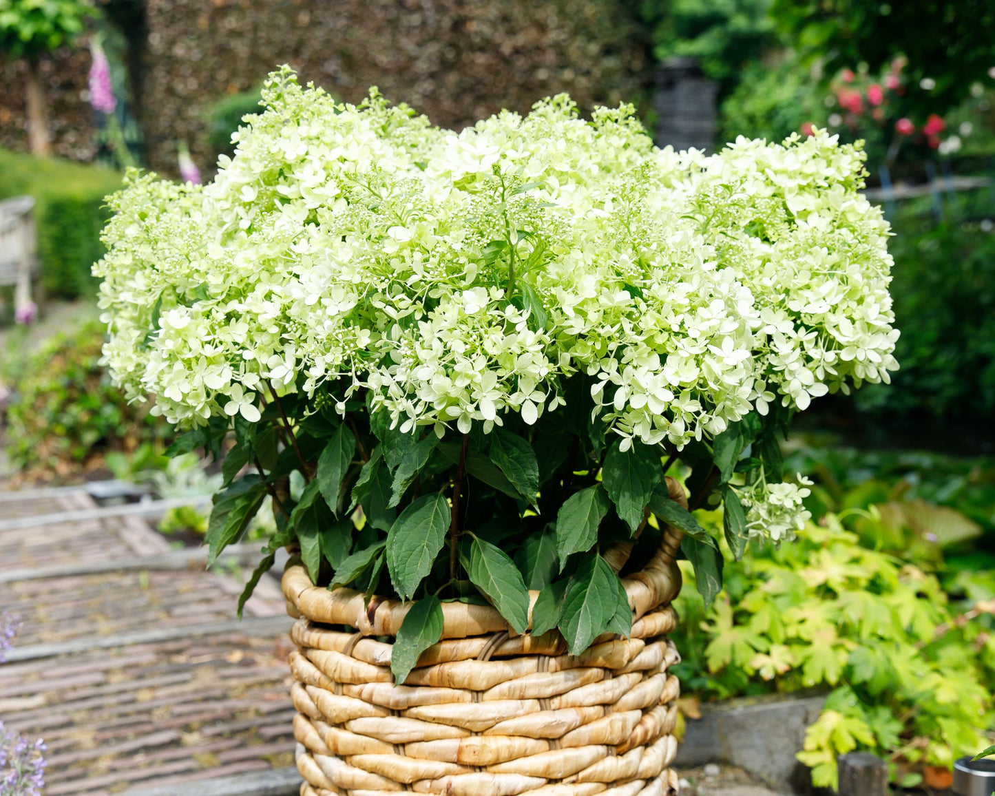 Hortenzija ‘Garden Lights® XS Light’