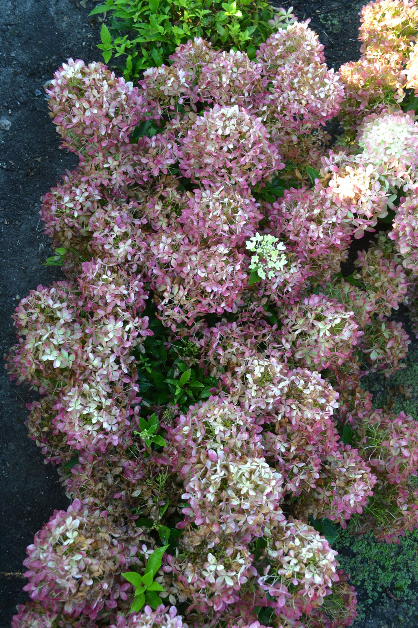 Hortenzija ‘Garden Lights® XS Light’