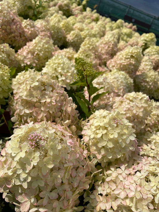 Hortenzija ‘Garden Lights® XS Light’