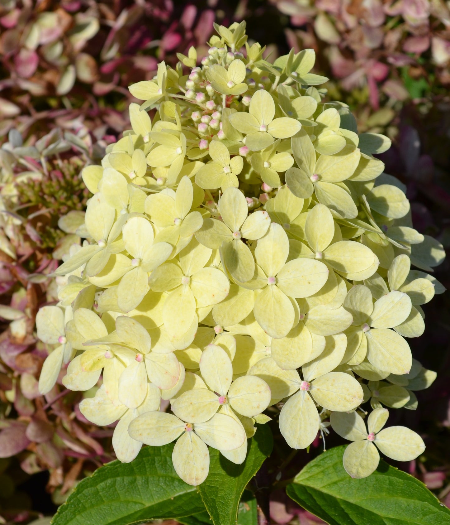 Hortenzija ‘Garden Lights® XS Light’