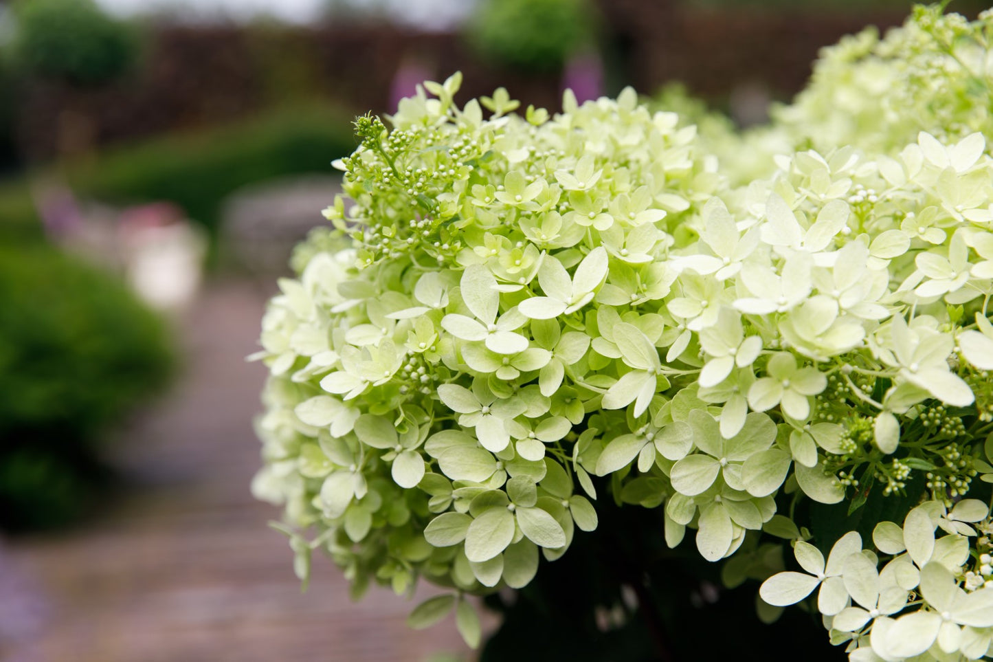 Hortenzija ‘Garden Lights® XS Light’