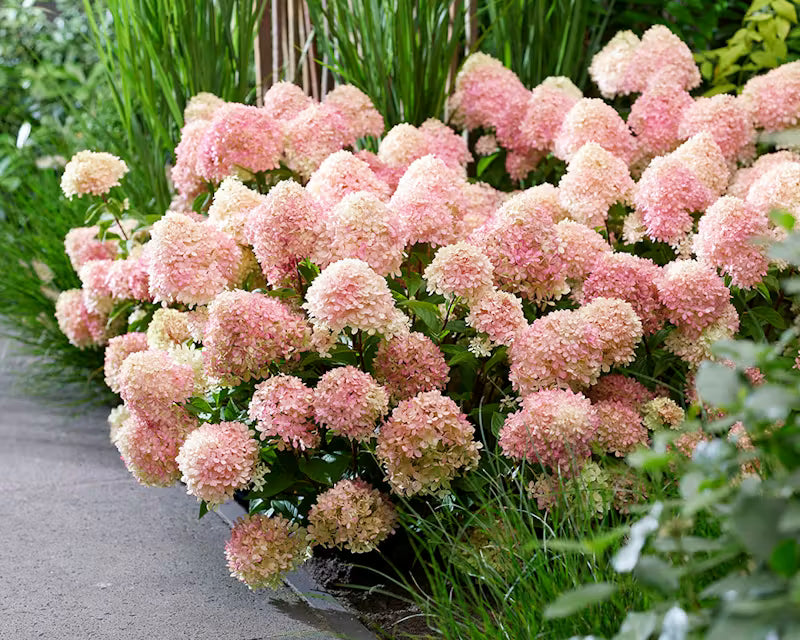 Hortenzija ‘Living Little Love'®