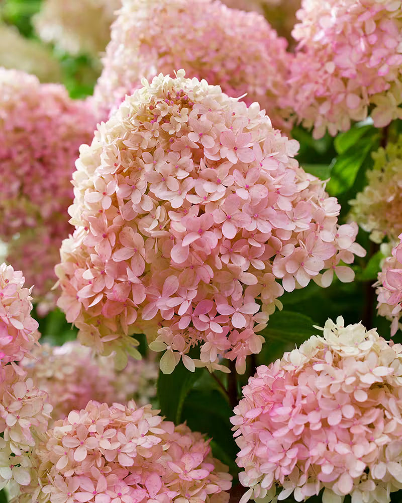 Hortenzija ‘Living Little Love'®