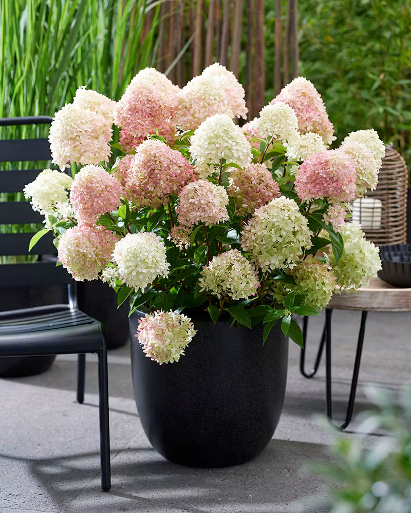 Hortenzija ‘Living Little Love'®