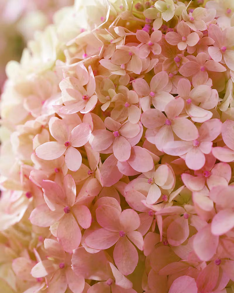 Hortenzija ‘Living Little Love'®