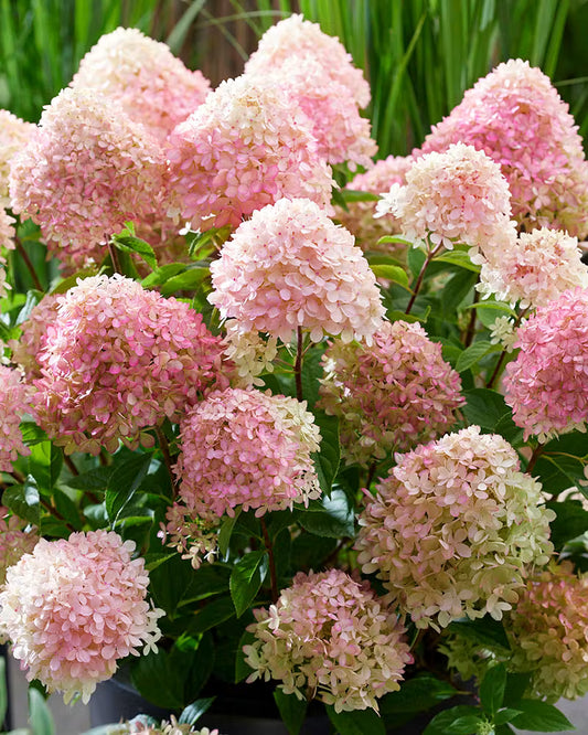 Hortenzija ‘Living Little Love'®