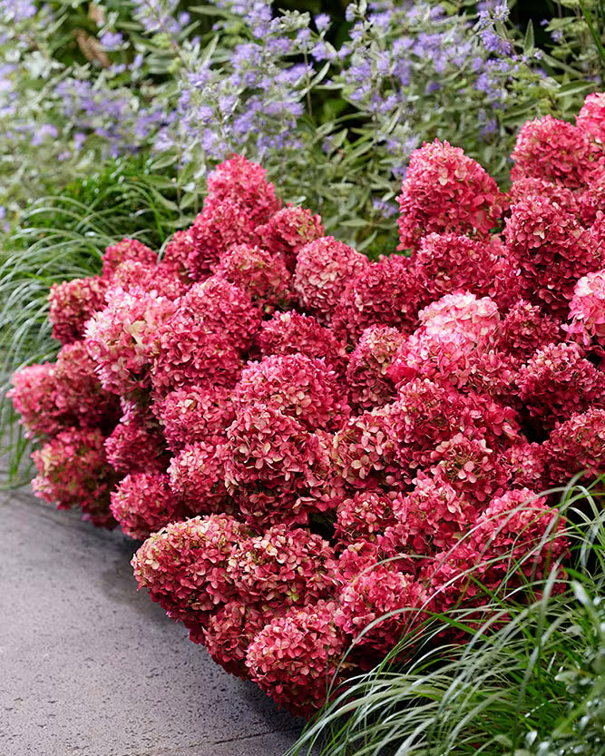 Hortenzija ‘Living Little Rosy'®