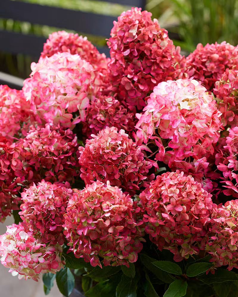 Hortenzija ‘Living Little Rosy'®