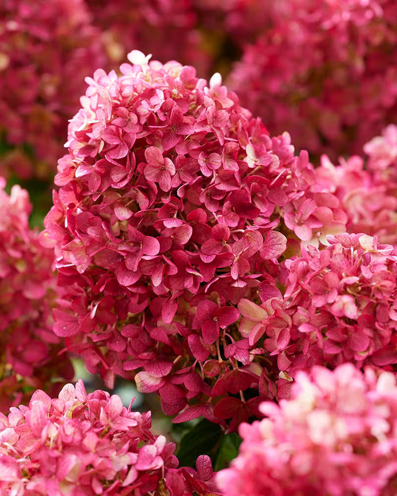Hortenzija ‘Living Little Rosy'®