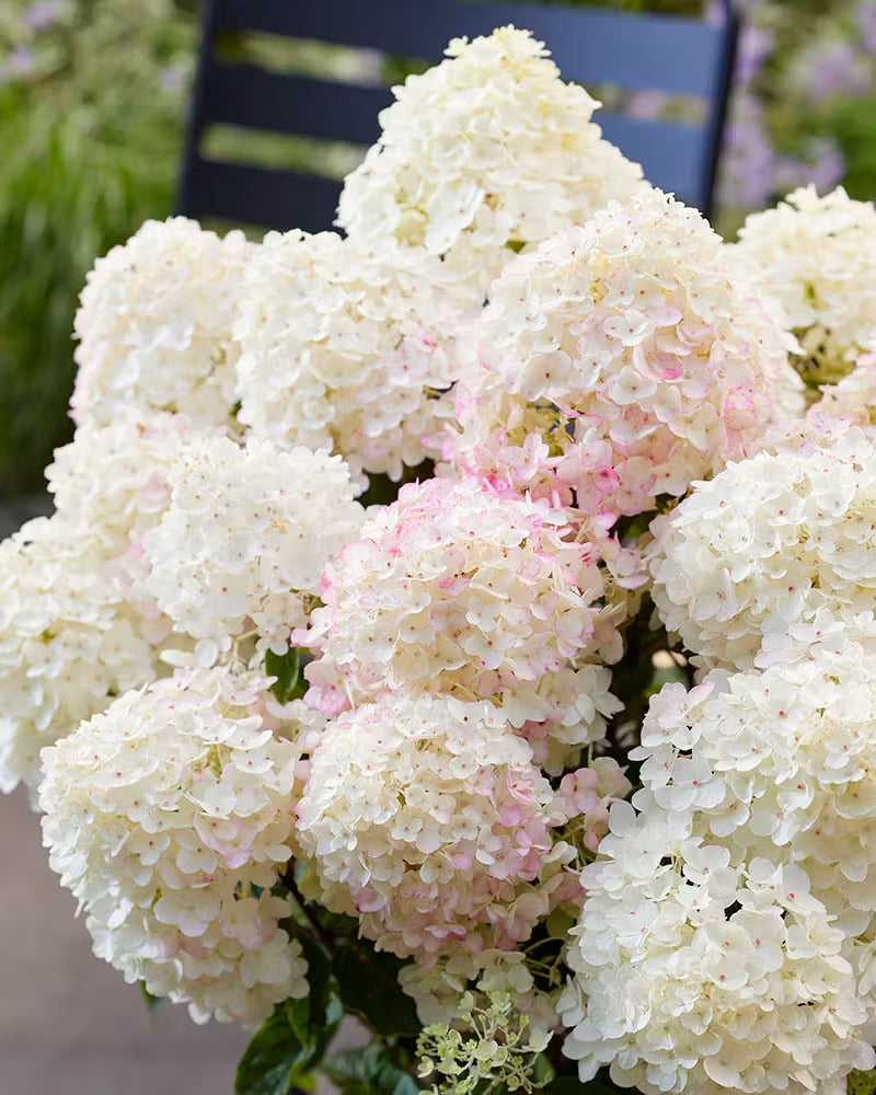 Hortenzija ‘Living Little Rosy'®