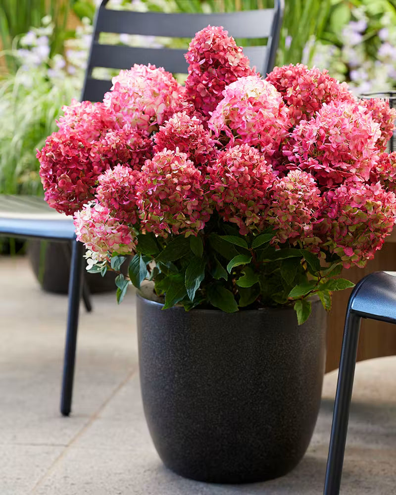 Hortenzija ‘Living Little Rosy'®