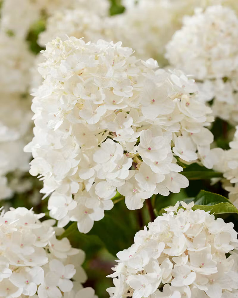 Hortenzija ‘Living Little Rosy'®