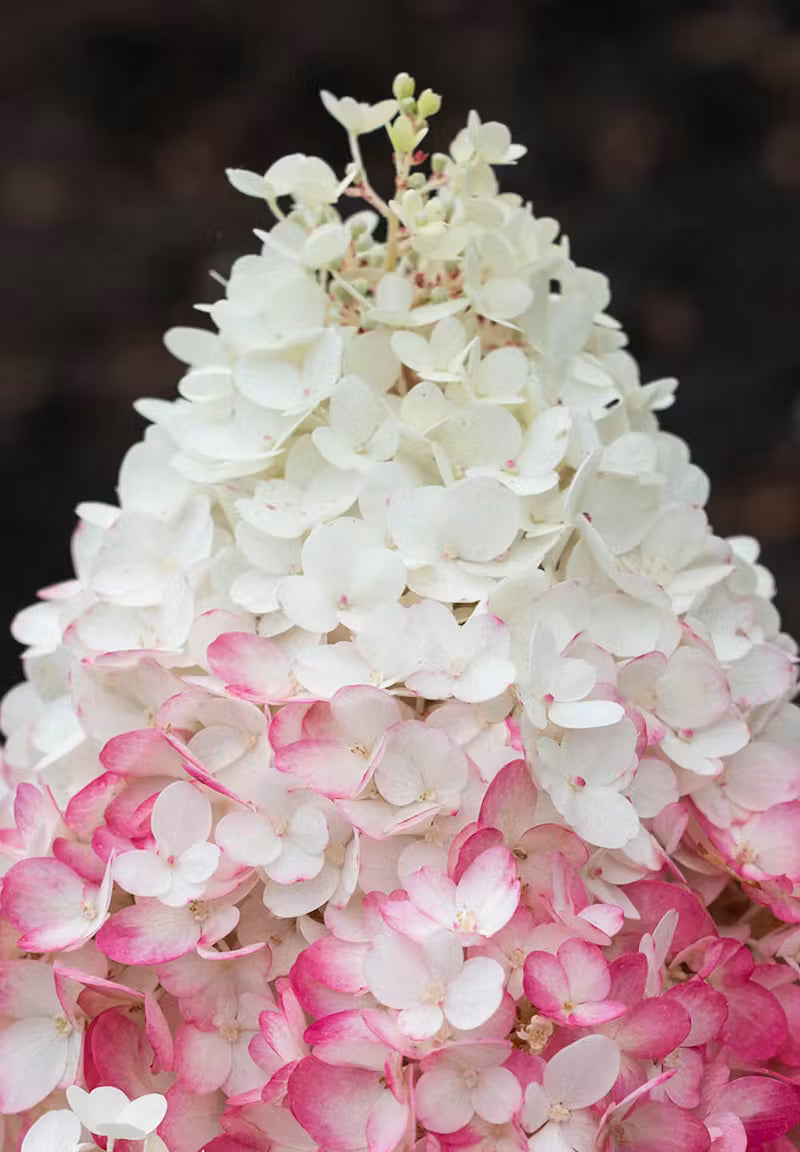 Hortenzija ‘Living Strawberry Blossom’®