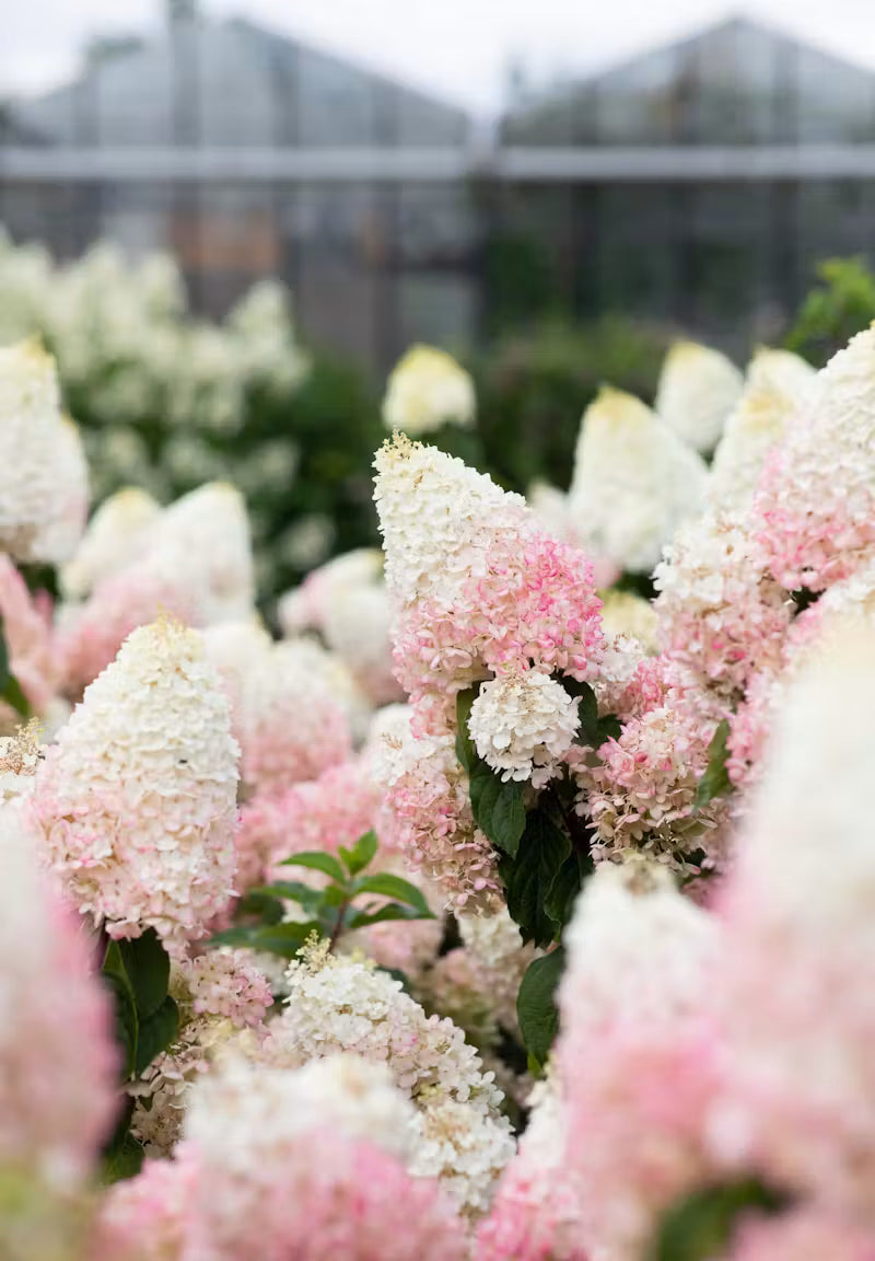 Hortenzija ‘Living Strawberry Blossom’®