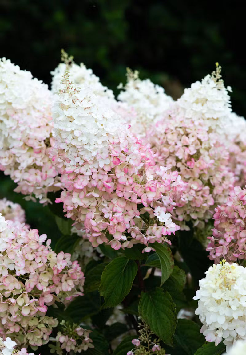 Hortenzija ‘Living Strawberry Blossom’®