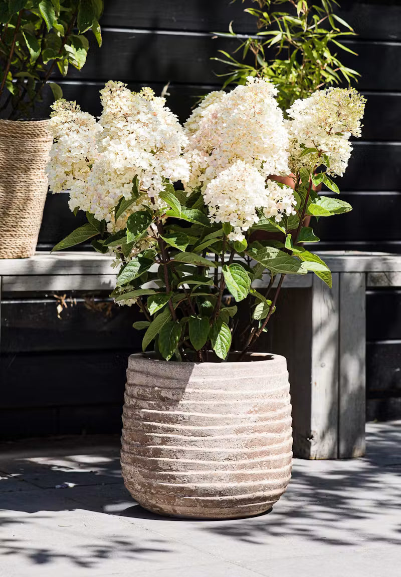 Hortenzija ‘Living Strawberry Blossom’®