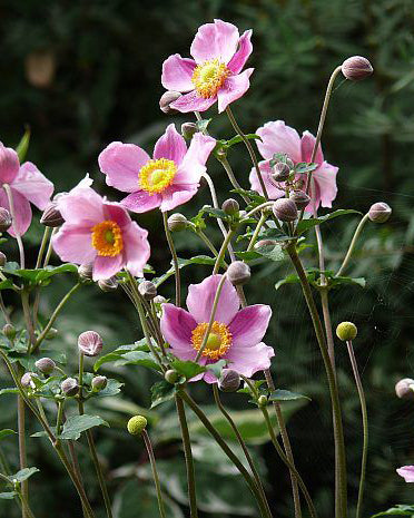 Japoninė Plukė "Summer Breeze Picotee"