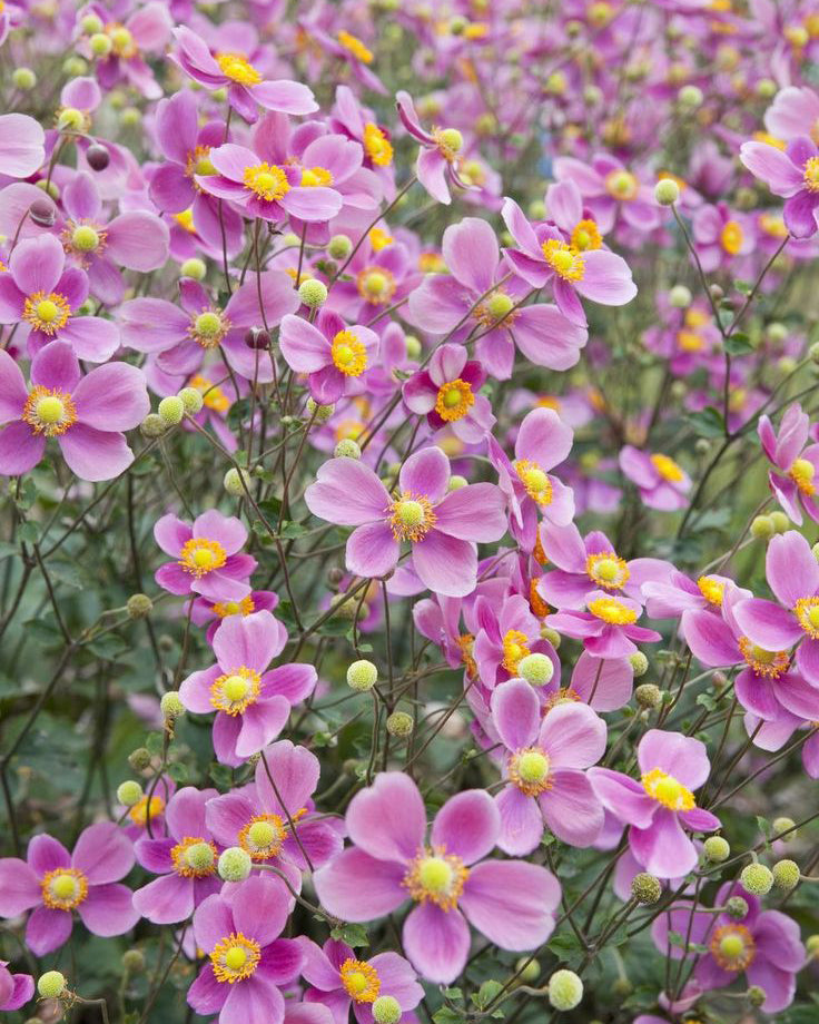 Japoninė Plukė "Summer Breeze Picotee"