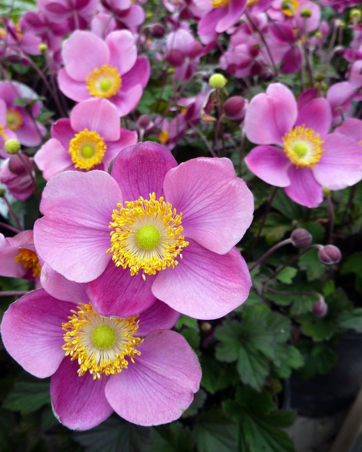 Japoninė Plukė Summer Breeze Vibrant Pink