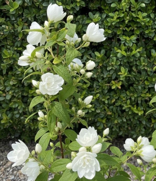 Jazminas ‘Little White Love’