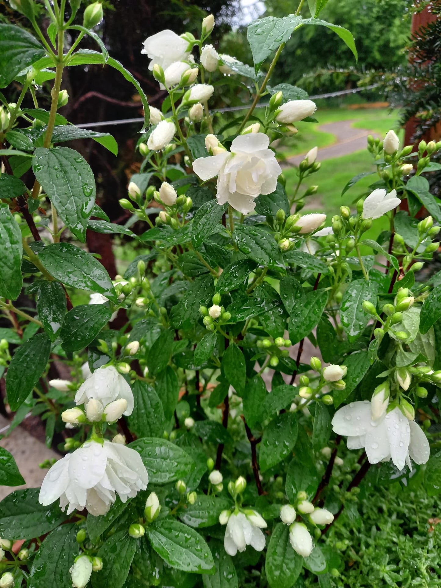 Jazminas ‘Little White Love’