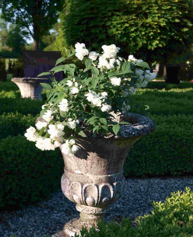 Jazminas ‘Little White Love’