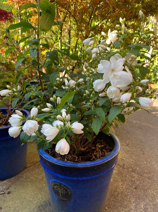 Jazminas ‘Little White Love’
