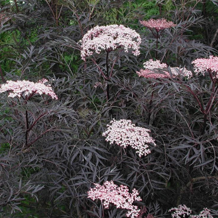 Juodasis šeivamedis 'Black Lace'