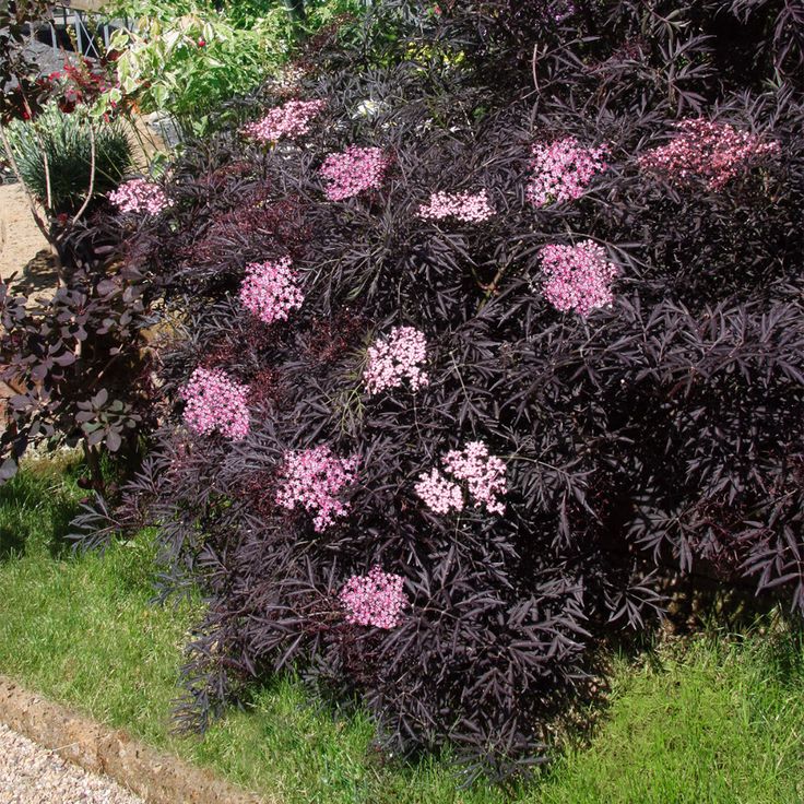 Juodasis šeivamedis 'Black Lace'