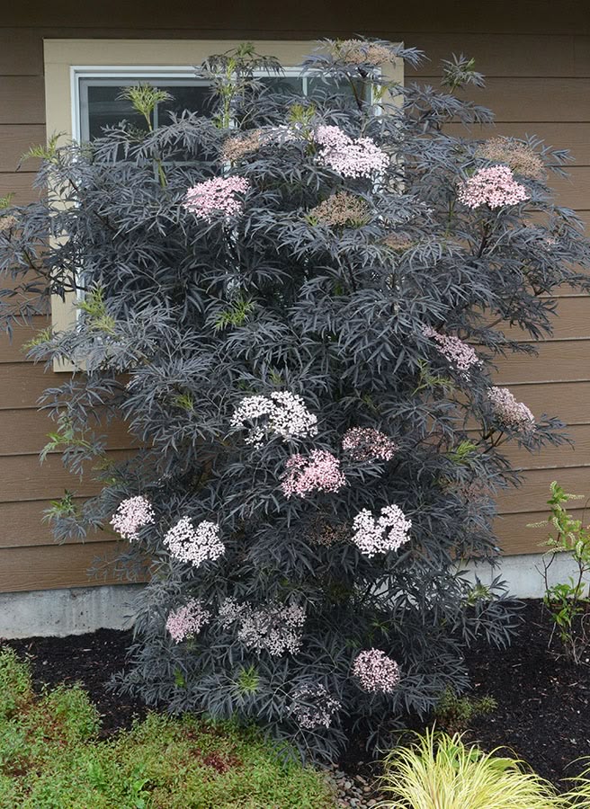 Juodasis šeivamedis 'Black Lace'