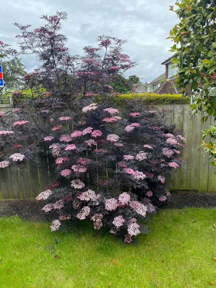 Juodasis šeivamedis 'Black Lace'