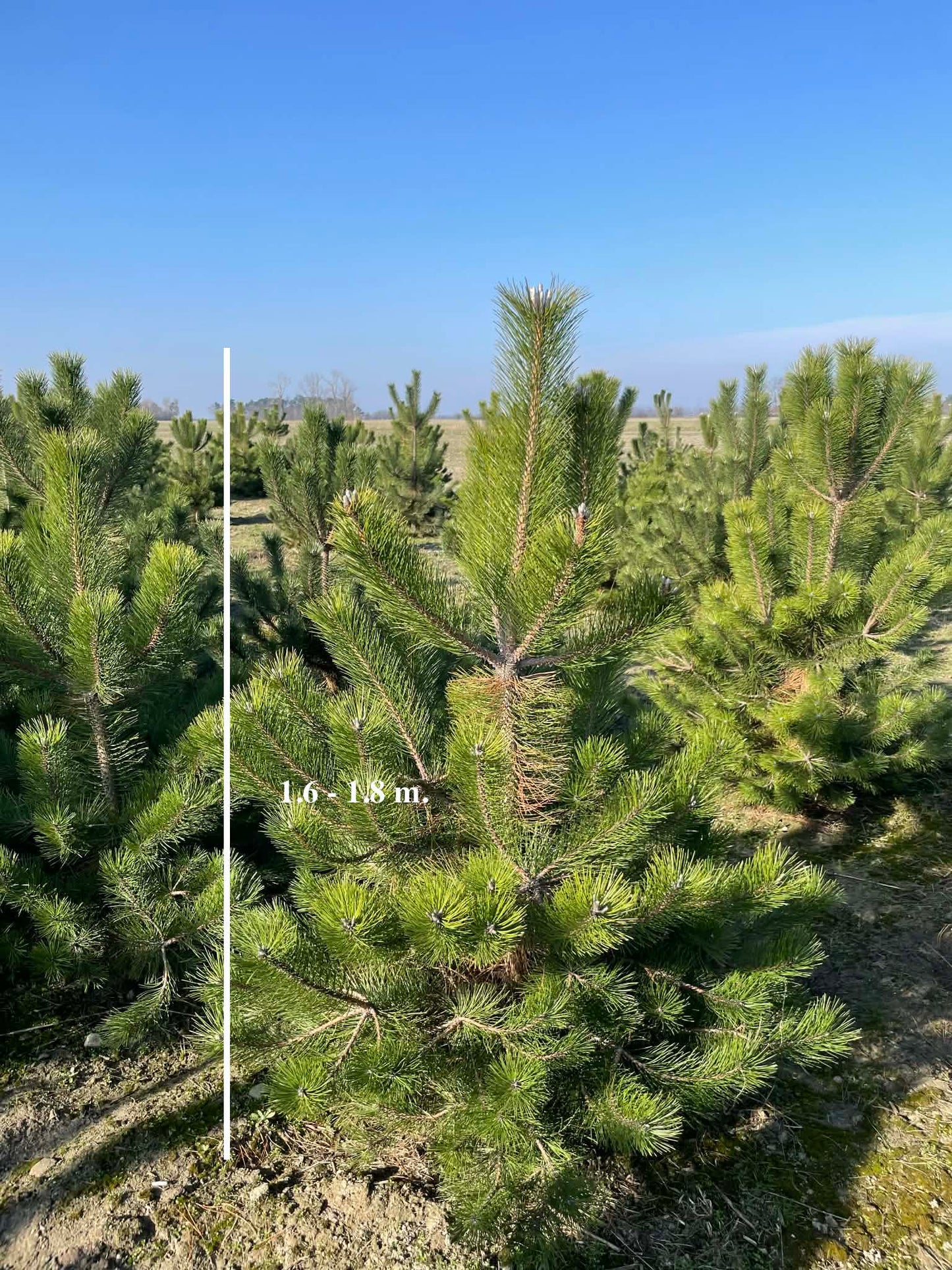Juodoji pušis 1.2 m -2.6 m IŠANKSTINIS