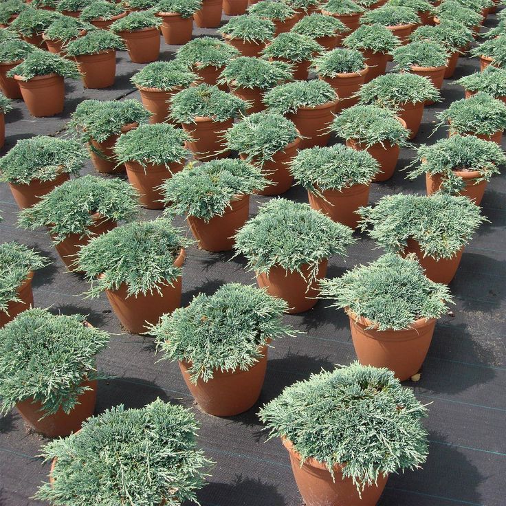 Kadagys 'Ice blue'