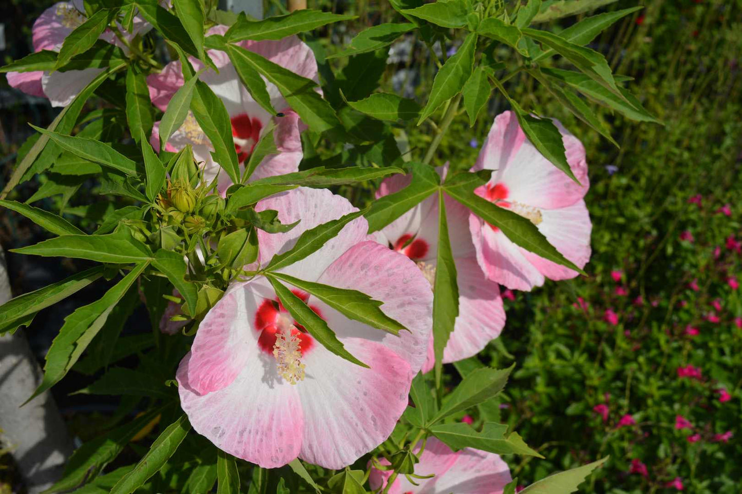 Kinrožė 'Fujin'