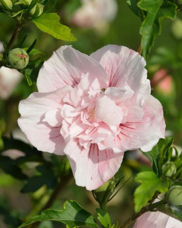 Kinrožė ‘Pink Chiffon’