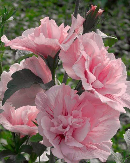 Kinrožė ‘Pink Chiffon’