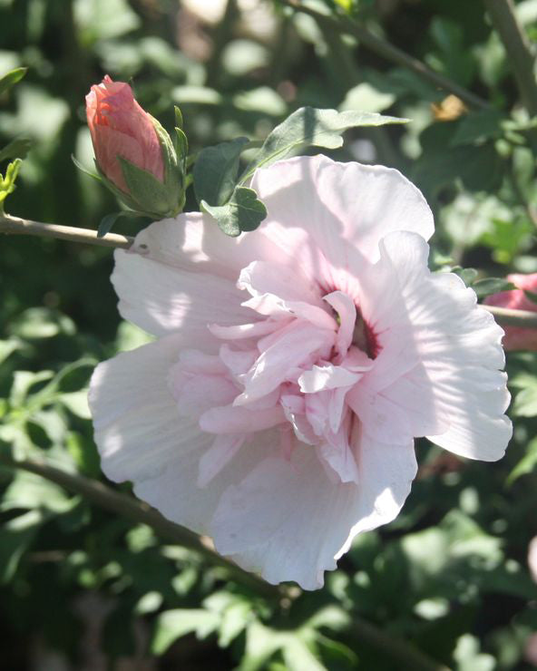 Kinrožė ‘Pink Chiffon’