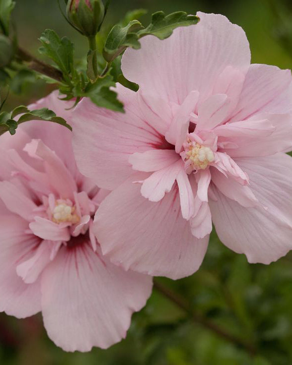 Kinrožė ‘Pink Chiffon’