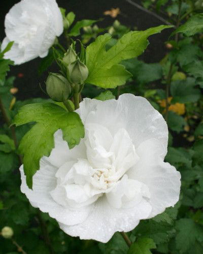 Kinrožė ‘White Chiffon’