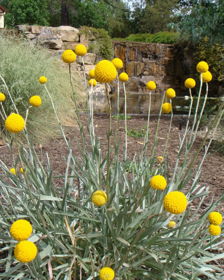 Kraspedija 'Manolo'