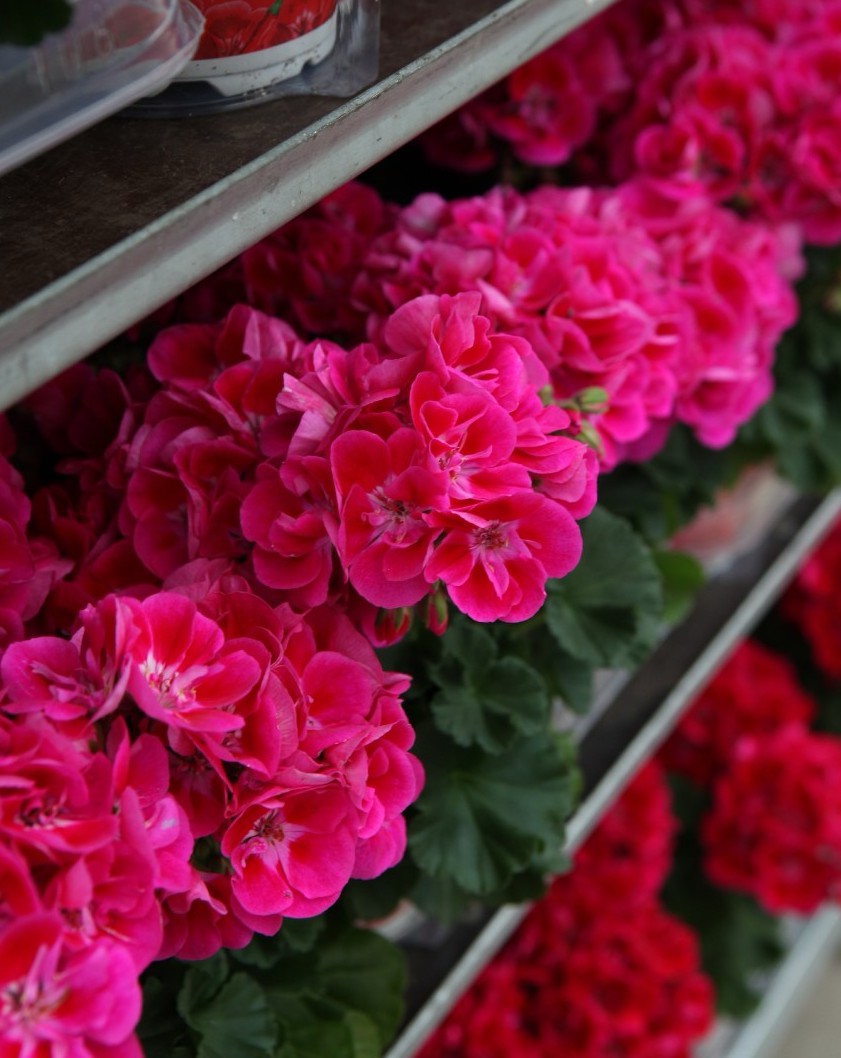 Krūminė Pelargonija tamsiai rožinė su tamsiu viduriu